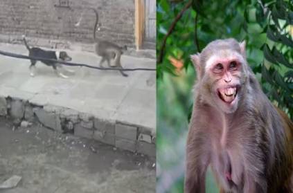 twist in that killed 250 dogs along 2 monkeys in maharastra