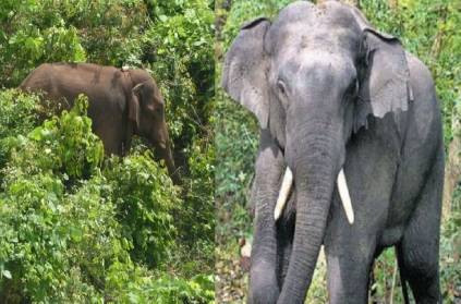 Two elephants were killed by poison in Chhattisgarh