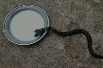 Two headed snake found in Ekarukhi village in West Bengal