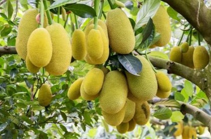 \'Unwanted\' jackfruit witnesses surge in demand as meat substitute