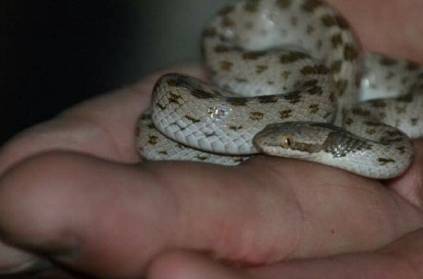 up toddler swallows six inch snakelet while playing