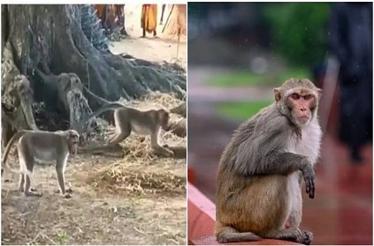 Upla village in Maharashtra Monkeys having 32 acres land