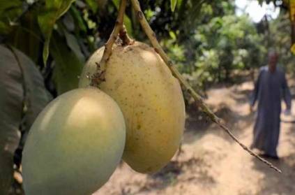 Uttar Pradesh, 121 mangoes produced from a single mango tree