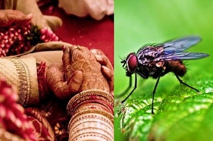 uttar pradesh bride return to home fed up flies refuse to marriage