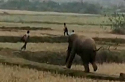 VIDEO: Angry elephant chases man after he hits with stick