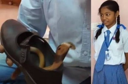 Video: Cobra shows up from school girl\'s shoe in kerala