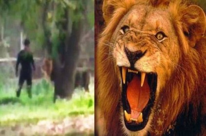 Video Man Sits Face To Face With Lion In Delhi Zoo Rescued