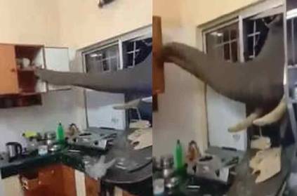 Video of the elephant eating the food in the kitchen