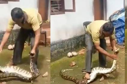 Video: the man taking chickens from the snake\'s mouth