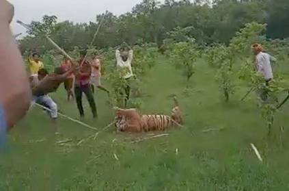 villagers beaten 6 yr old tigress after 9 people injured