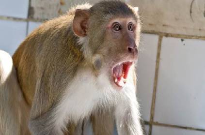 villagers try strategy to overcome monkey atrocities