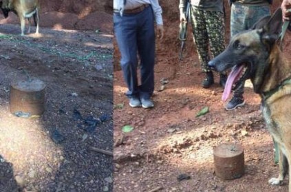 Viral ITBP Dog Sophia unearthed 7 kg IED and saved lives