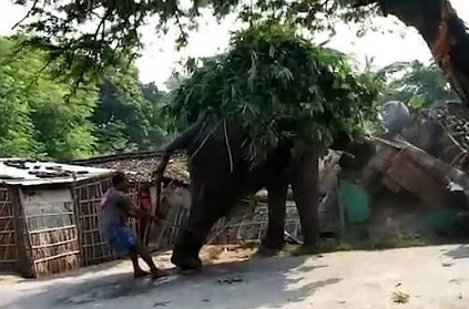 WATCH: Angry elephant hit by the tractor video goes viral