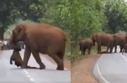 WATCH: Elephants hold funeral procession for dead calf