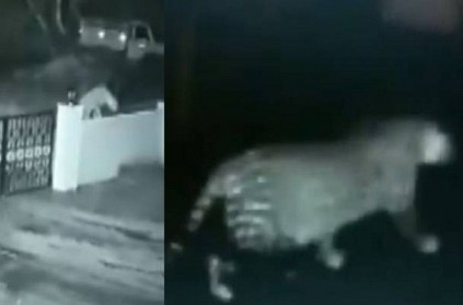 WATCH: Leopard enters Karnataka home runs away with pet dog