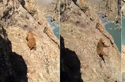 Watch:Inhuman attack over a bear Heart breaking video