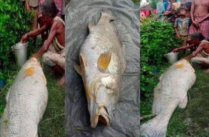 west bengal 52 kg fish found river has sold for Rs 3 lakhs