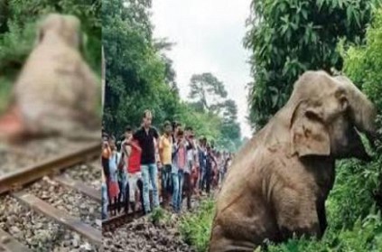 west bengal elephant hit by train die due to internal injury