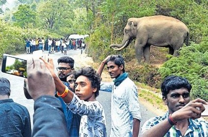 Wild elephant padayappa who killed 13 people-youth takes selfie