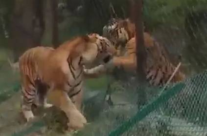 Wild tiger and safari tiger fight at Bannerghatta, Karnatak videoviral