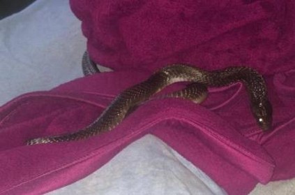Woman finds 6 ft long cobra found on sleeping son’s pillow