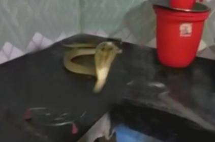 woman found Cobra in Kitchen goes bizarre in Odisha
