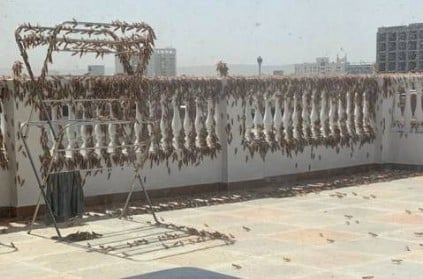 Worst attack in 27 years: Locusts destroy crops in several s