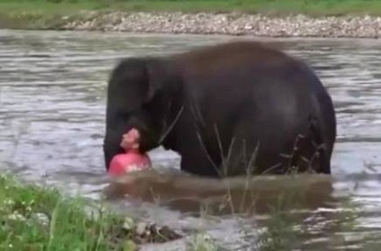 Baby Elephant thought the man was drowning and Saves