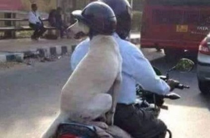 Delhi Dog wears helmet and travel in bike viral photo