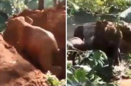 elephant thanking human after elephant calf was rescued