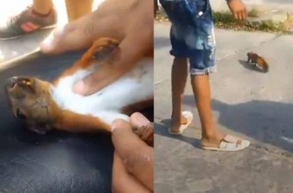 men gave a squirrel CPR - heart melting video goes viral