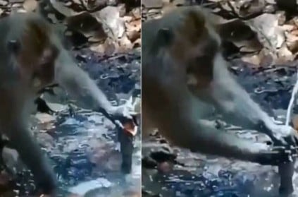 monkeys relentless efforts to save water goes viral video