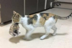 "உடம்பு சரியில்லாத குட்டியை .. கவ்விக்கிட்டு எமர்ஜன்ஸி வார்டுக்கே வந்துடுச்சு!".. 'தாய்ப்பூனையின்' கலங்கவைத்த 'பாசப் போராட்டம்'!