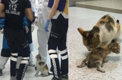Mother Cat brings its sick kitten to hospital pics wins internet