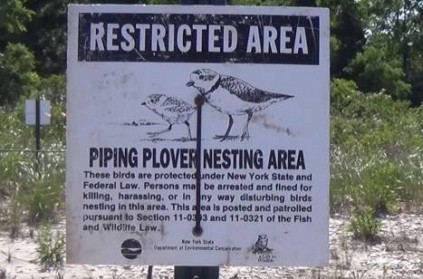 Sandy Hook Park cancels music concert due to nest of piping plovers