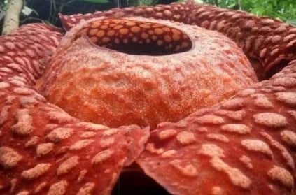 The largest flower in the world has blossomed in Indonesia