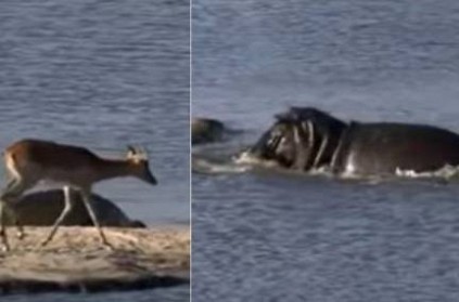 hippopotamus kills crocodile which killed Deer video