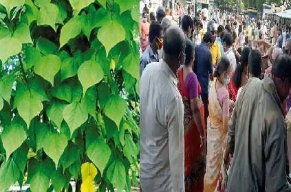 kalyana murungai demand goes high as it boosts immunity