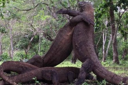 komodo dragon fight with each other pic goes viral