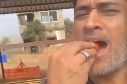 MS Dhoni eating strawberries at his farm goes viral