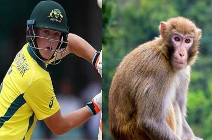 U19 World Cup: Batsman returning after scratchi monkey\'s face