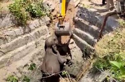 10 year old women elephant who fell into an agricultural well