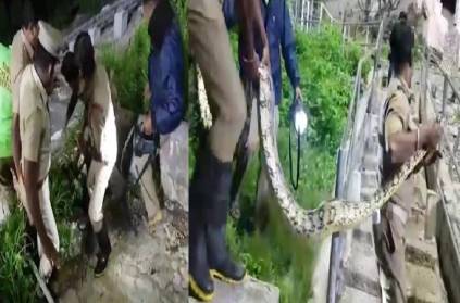 12 foot long mountain snake caught Palani hill station today