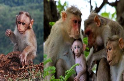14 monkeys have died in Thiruparankundram area
