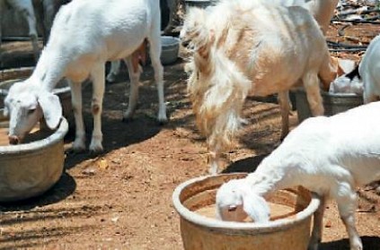 17 goat and a cow death after drinking poisonious water