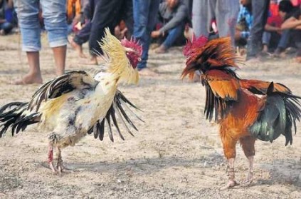 3 injured went to see cock-fighting-Police arrested 10 people