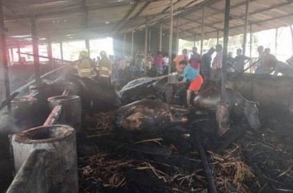 30 cows, 2 calves killed in fire accident near Usilampatti
