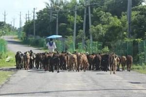 'கண்ணிமைக்கும் நேரத்தில் மோதிய பஸ்...' 'மனமுடைந்த பாசக்கார விவசாயி...' 50 குழந்தைகளை பறிகொடுத்த துக்க சம்பவம்...!