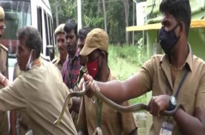 67 Snake caught from a factory TN Salem Mettur