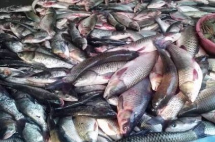 70 KG formalin fish & 430 KG Spoiled fish seized, coimbatore